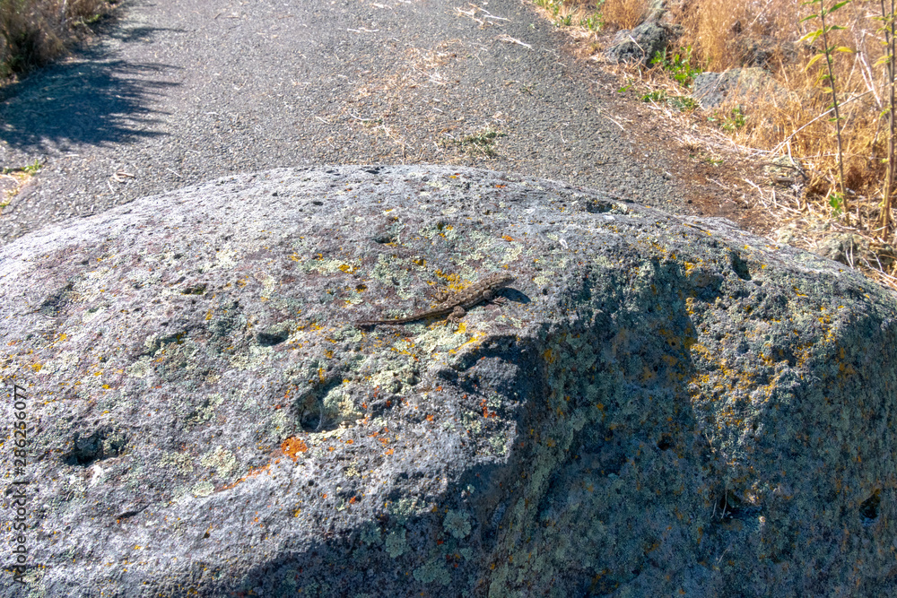 A Lizard Warming On A Rock In Lava Beds National Monument A Lizard Warming On A Rock In Lava Beds National Monument