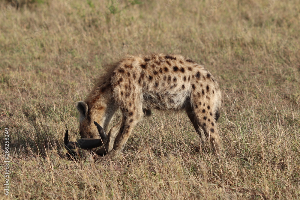 Spotted hyena feeding on a skull, Masai Mara National Park, Kenya. Spotted hyena feeding on a skull, Masai Mara National Park, Kenya.