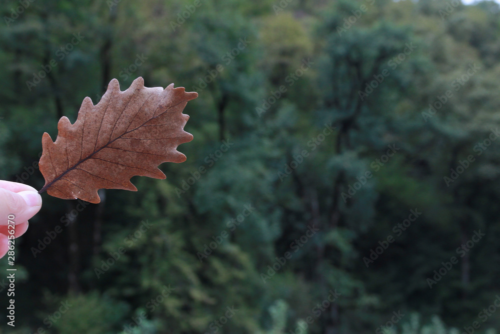 Single dry fall oak leaf in human hand over autumn park or forest in background. Autumn concept. Outdoor walk, nature, September, October, November Single dry fall oak leaf in human hand over autumn park or forest in background. Autumn concept. Outdoor walk, nature, September, October, November