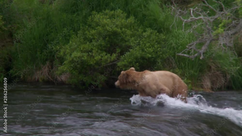 MS young cinnamon colored grizzly walks into river MS young cinnamon colored grizzly walks into river
