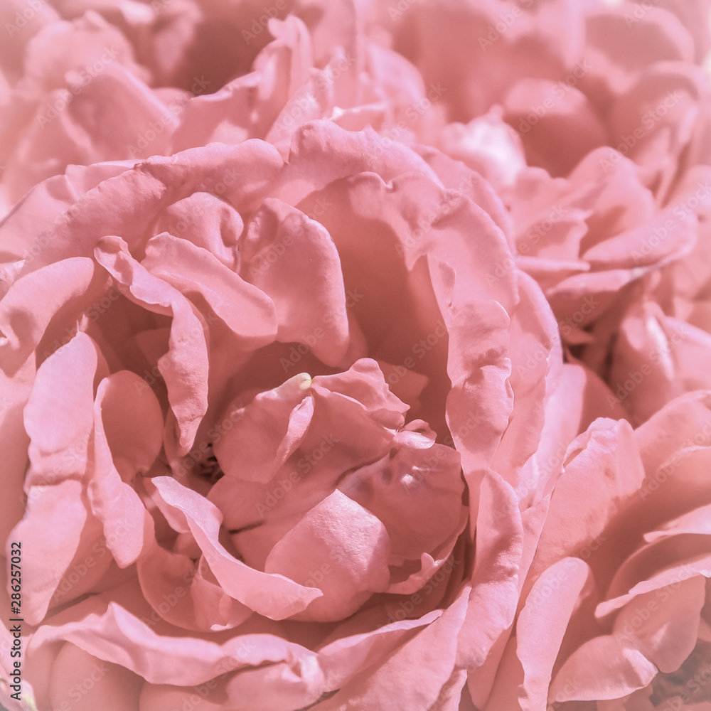 Background of beautiful pink roses. Ideal for greeting cards for wedding, birthday, Valentine's Day, Mother's Day.