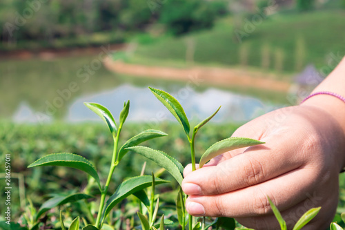 Green tea garden in thailand