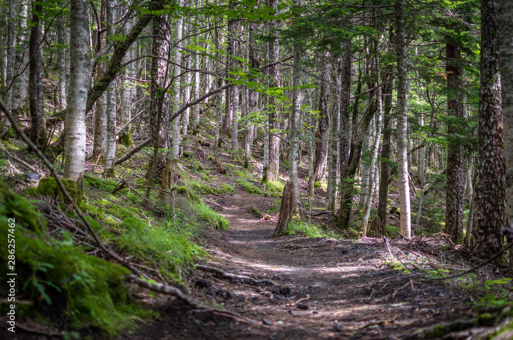 Fototapeta premium las na górze fuji