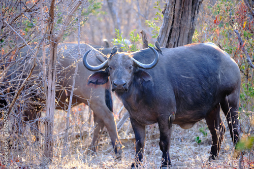 Fototapeta Naklejka Na Ścianę i Meble -  Buffaloes in Mana Pools National Park, Zimbabwe