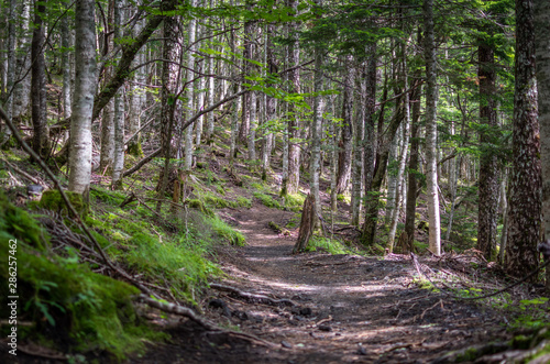 forest on mount fuji