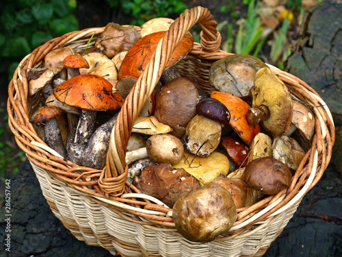 An autumn Mashroom season and picking. Wicker basket with edible mushrooms. Boletus, white and polish mushrooms