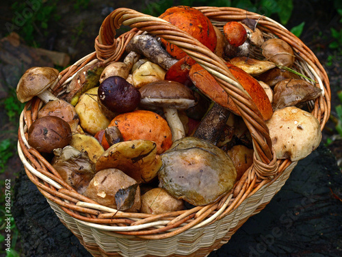 An autumn Mashroom season and picking. Wicker basket with edible mushrooms. Boletus, white and polish mushrooms