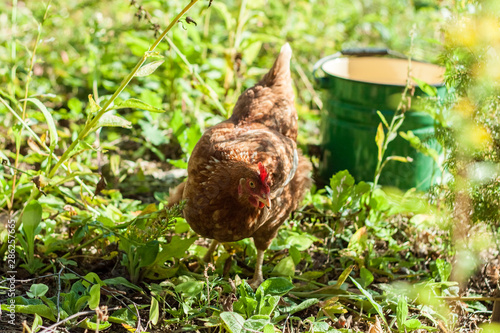 Brown the chicken grazed on grass and eat the delicious juicy grass which would then carry organic eggs