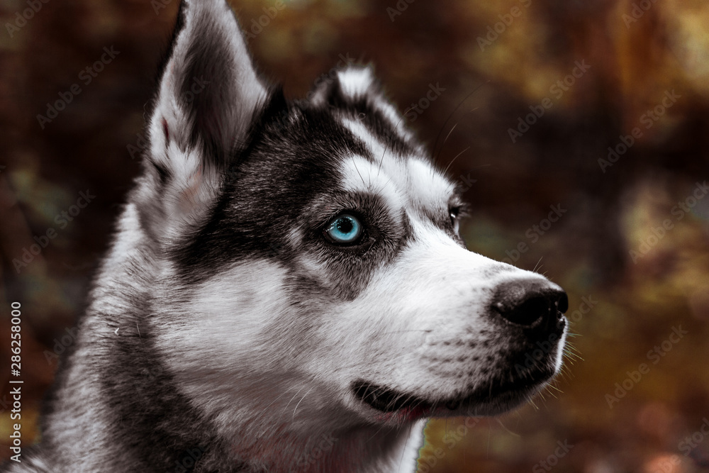 Husky fall Husky fall