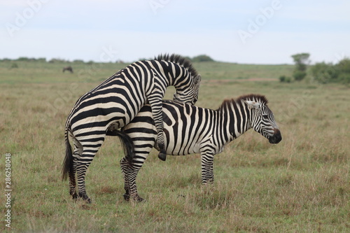 Mating zebras  Masai Mara National Park  Kenya.