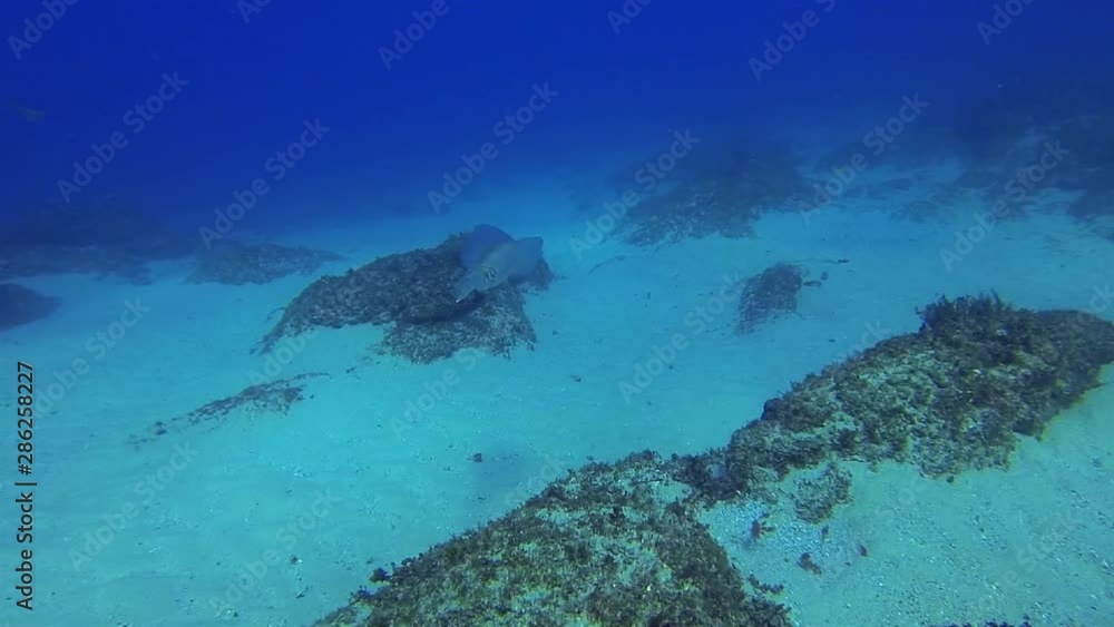 Squid Swimming Underwater In Calm Blue Sea Water. Graceful Southern Calamari Or Reef Squid On Peaceful Coral Reef & Sunlit Sea Surface. Beautiful Colourful Marine Life & Aquatic Underwater Wildlife