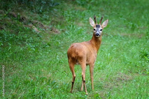 Deer © Gottfried