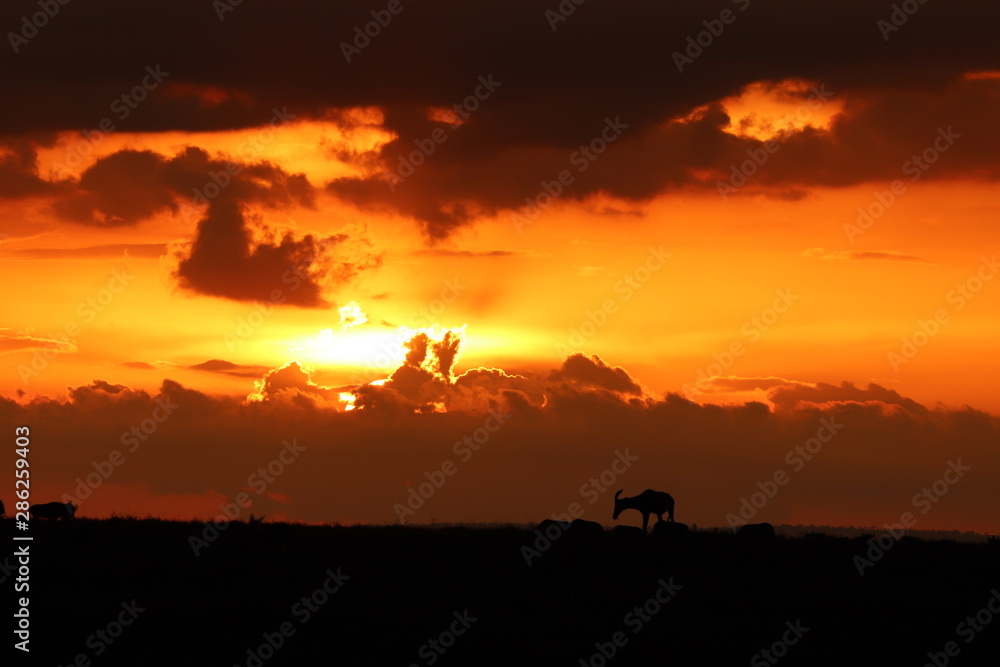 Topi silhouette in the sunset, Masai Mara National Park, Kenya.