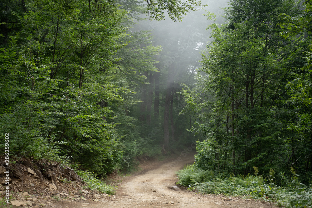 Image of foggy forest on summer Image of foggy forest on summer