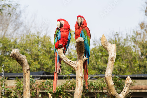 parrot birds in the zoo