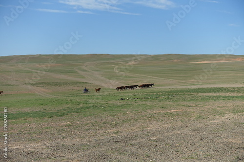 Paysage de steppes mongoles avec des chevaux