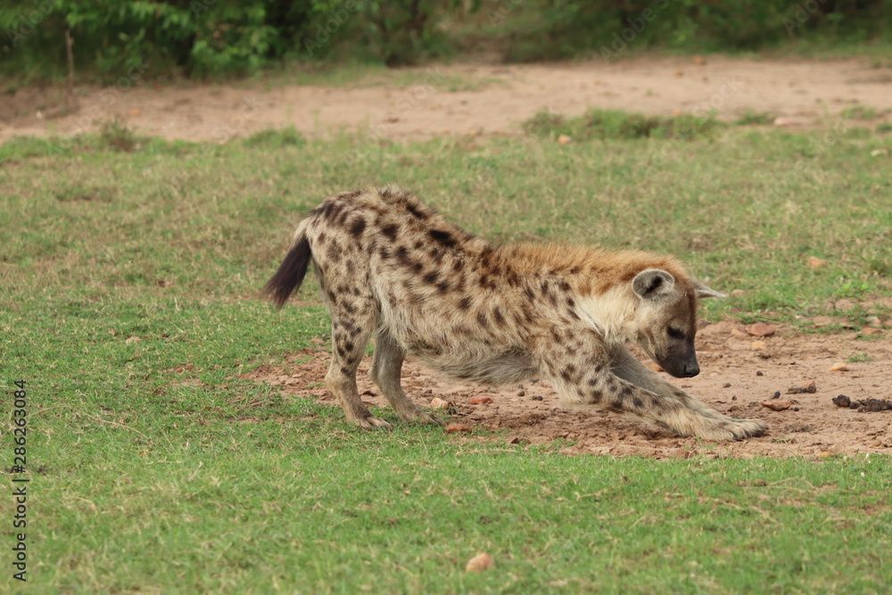 Obraz premium Spotted hyena stretching, Masai Mara National Park, Kenya.