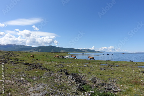 Chevaux au bord du lac blanc en Mongolie