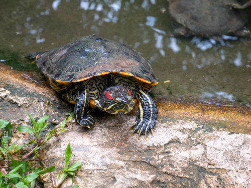 Turtle walking on rock in the little pond in public garden.