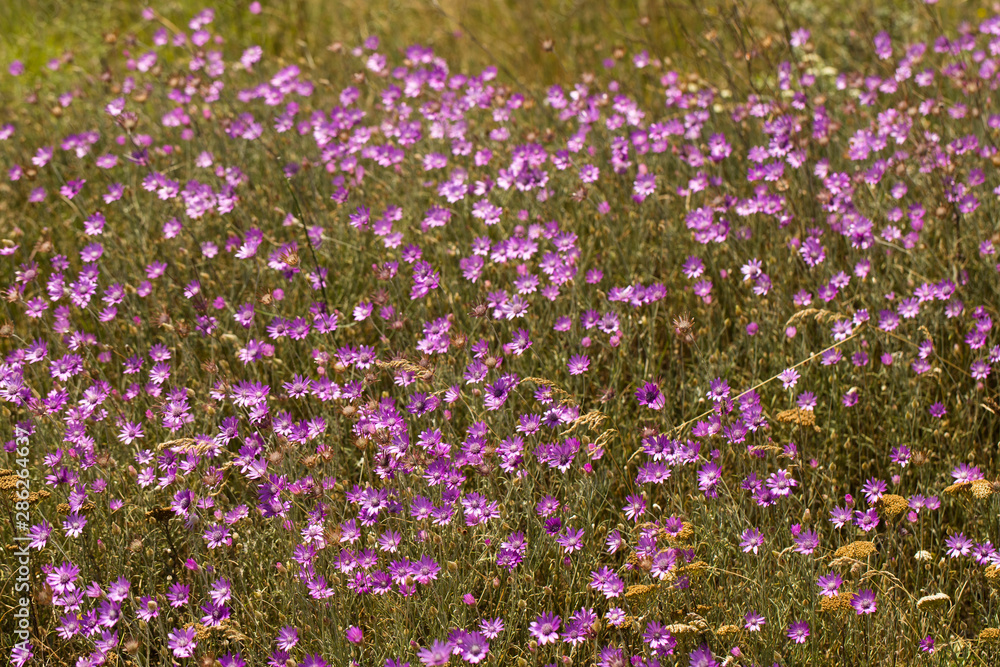 Obraz premium Xeranthemum annuum is a flowering plant species also known as annual everlasting or immortelle. 