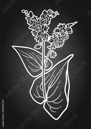 Graphic buckwheat plant isolated on white background