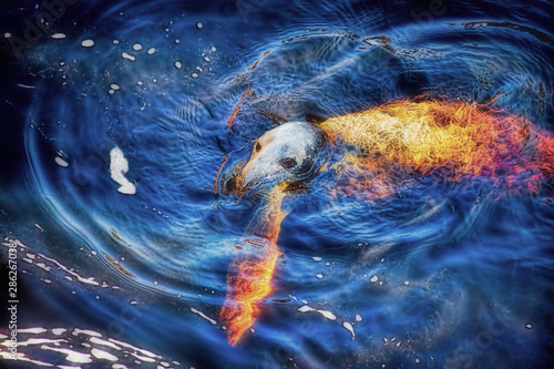 Common seal with a salmon