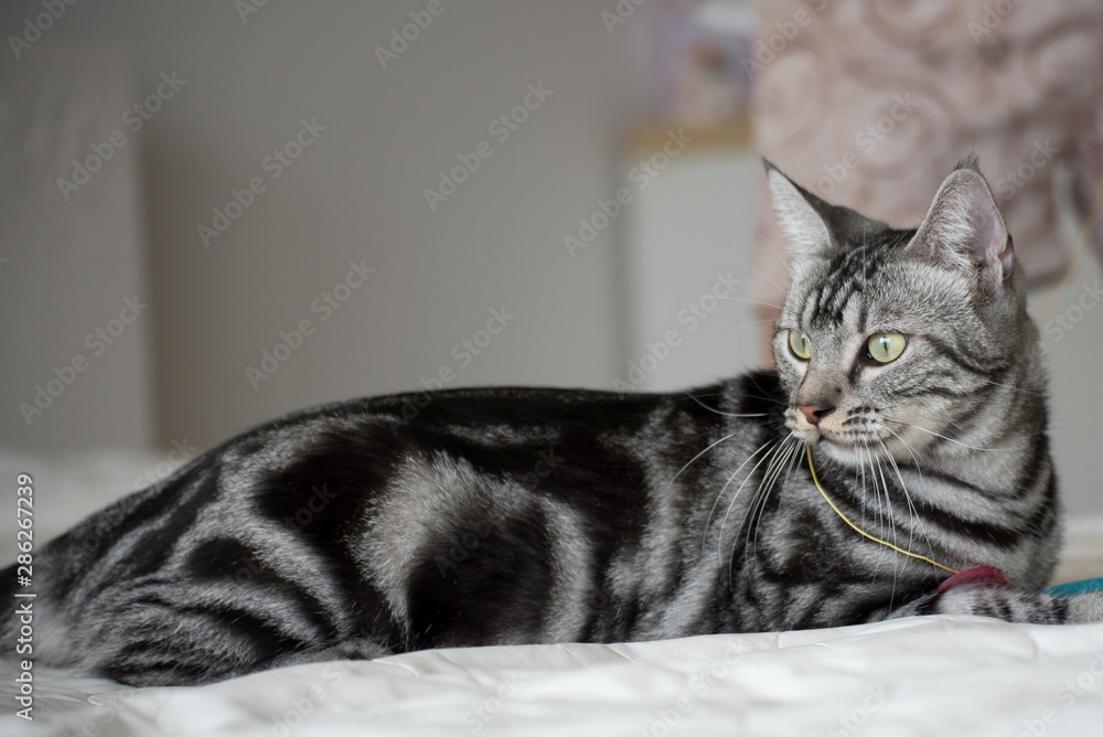 American Short Hair cat laying on white bed American Short Hair cat laying on white bed