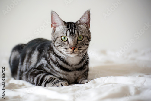 American Short Hair cat laying on white bed © totojang1977