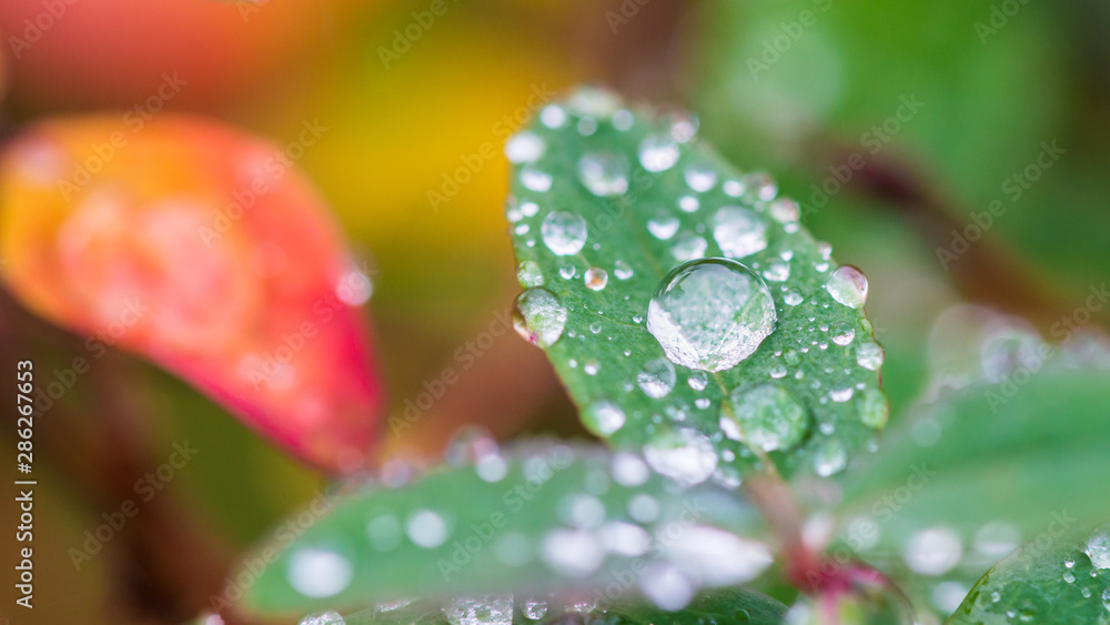 Wet Autumnal Leaves Wet Autumnal Leaves