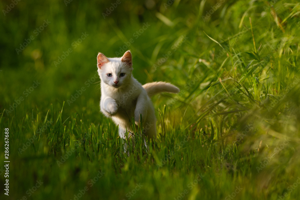 A White Kitten in Long Green Grass