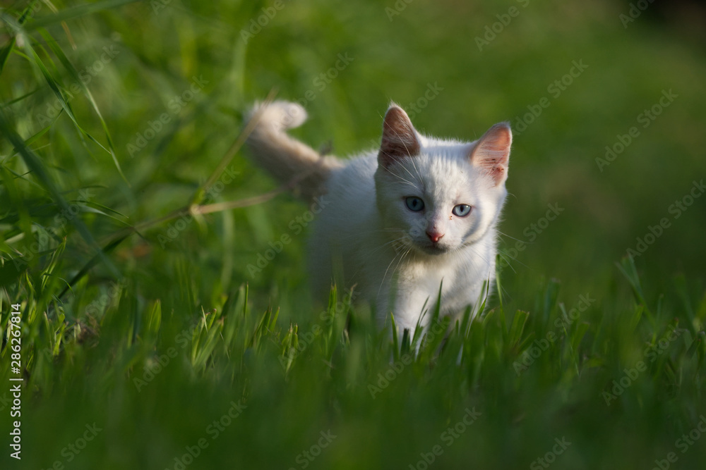 A White Kitten in Long Green Grass