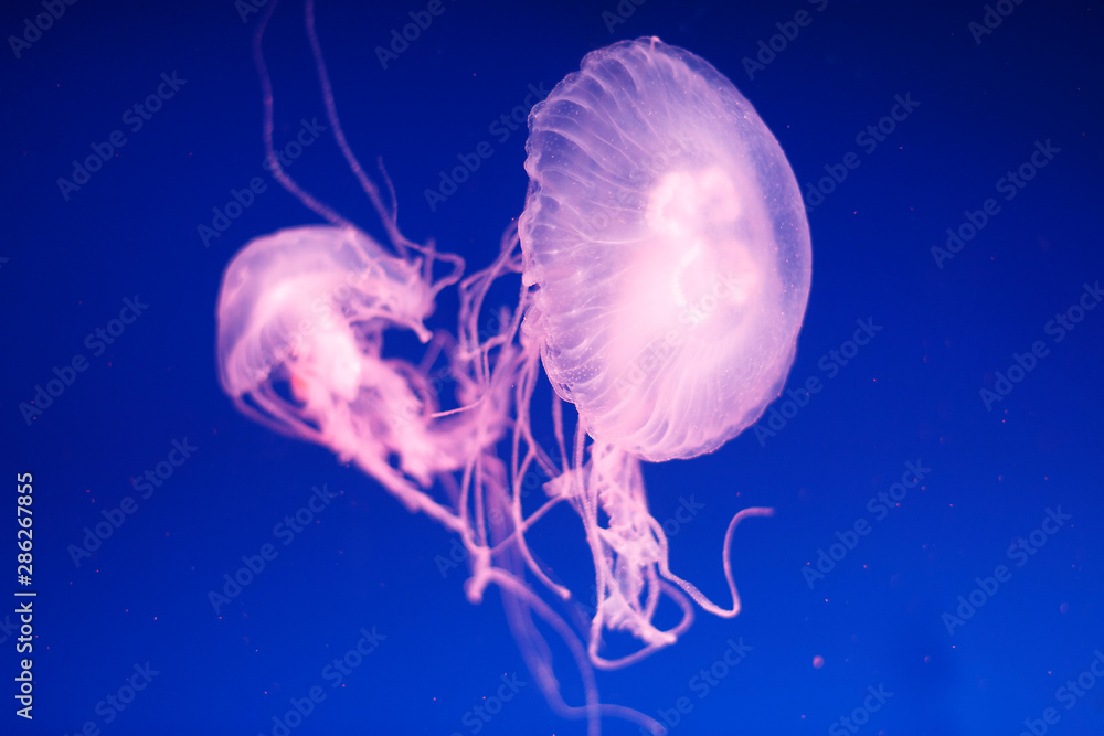 White jellyfish in blue transparent water close-up, sea background White jellyfish in blue transparent water close-up, sea background