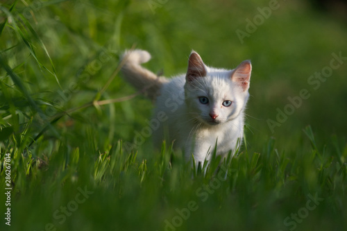 A White Kitten in Long Green Grass
