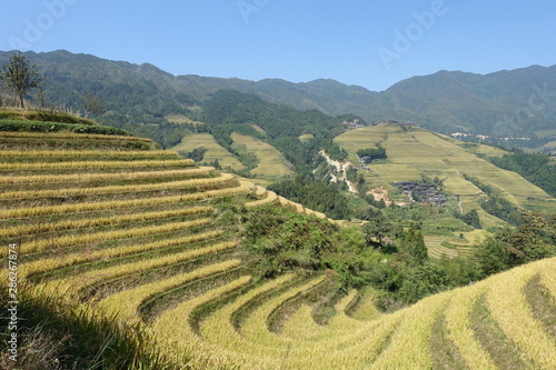 Rizière de Dazai en Chine en octobre avant la récolte