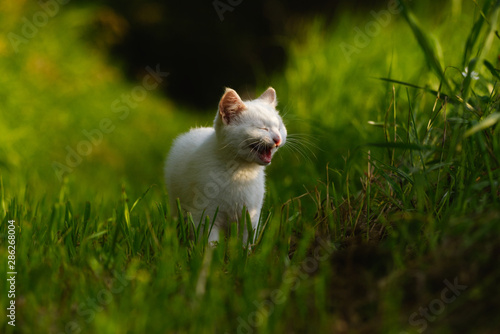 A white Kitten in Long Green Grass