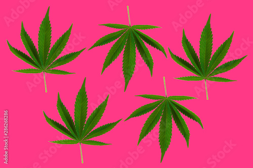 Fototapeta Naklejka Na Ścianę i Meble -  Pattern Of Leaves Of Marijuana on Pink Background