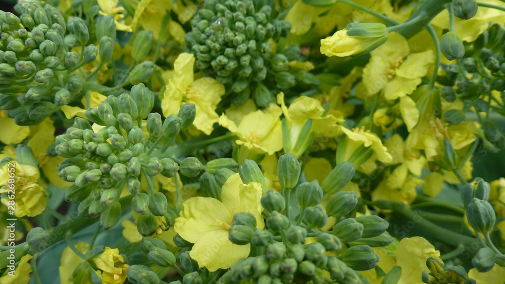 closeup of yellow flowers in garden closeup of yellow flowers in garden
