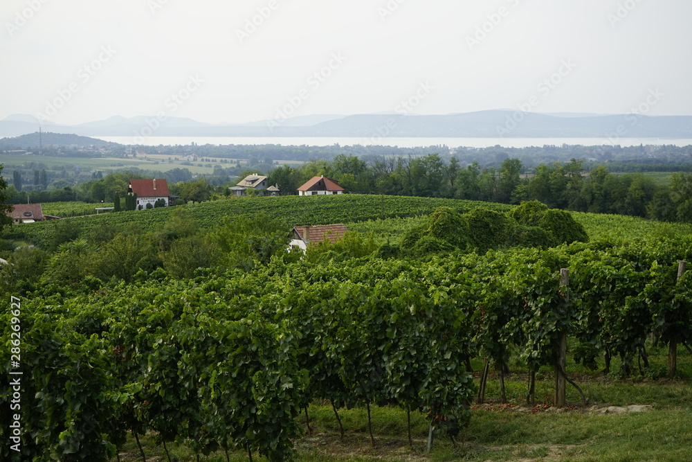 Grape vines in Balaton, Hungary 