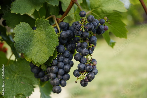 Grape vines in Balaton  Hungary 