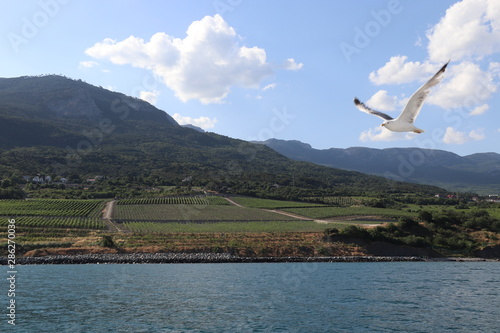 Wineyards of Livadia on the Crimea South coast -view from the Black sea