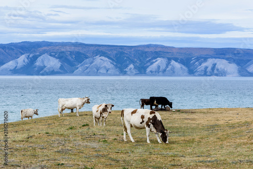 Lake Baikal  hills and cows eat grass with beautiful sky and clouds  Russia Oklhon island