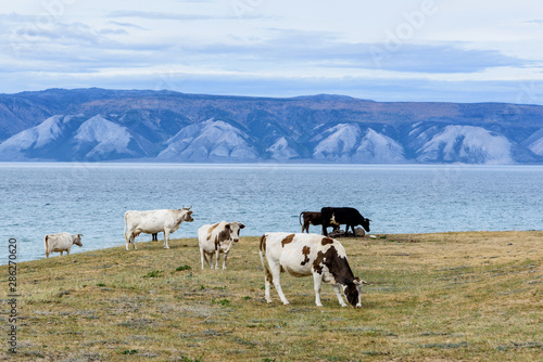 Lake Baikal, hills and cows eat grass with beautiful sky and clouds, Russia Oklhon island