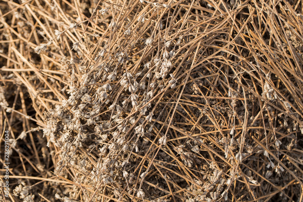 Piles of dried flowers. Lavandula - plant in the mint family, Lamiaceae. Bio waste of the perfume industry. Piles of dried flowers. Lavandula - plant in the mint family, Lamiaceae. Bio waste of the perfume industry.