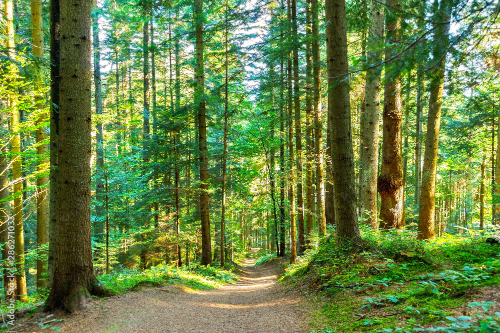 Obraz premium Yellow leaves on the alley in autumn forest