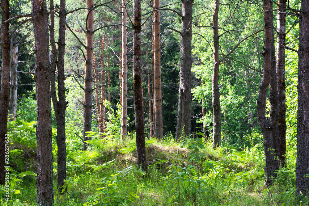 Fototapeta premium Landscape pine forest. Clear summer day and sunshine.