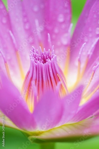 Lotus flower filled with water droplets taken with macro distance