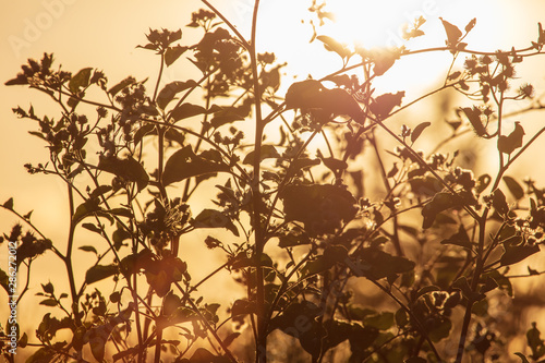 Plants in the field at sunset