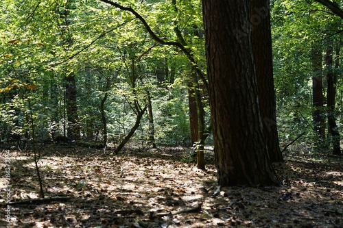 Sonnenbeschienene Waldlichtung am Müggelsee