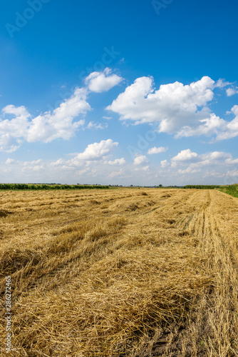 Landscape of blue sky and yellow field