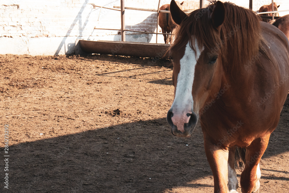 beautiful dark brown horse